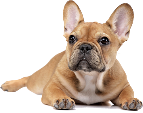 dog dog